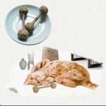 Molar Clean Cat Catnip Stick Toy Silvervine Rod - cat toy product photo