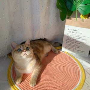 Cat Climbing Frame Sisal Cat Scratching Board Cattery Decoration Cat Cat - cat toy product photo